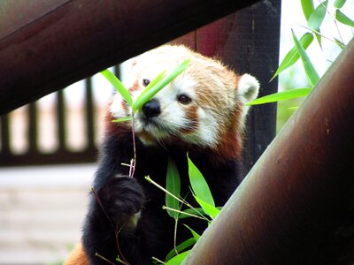 Eating sitting animal
