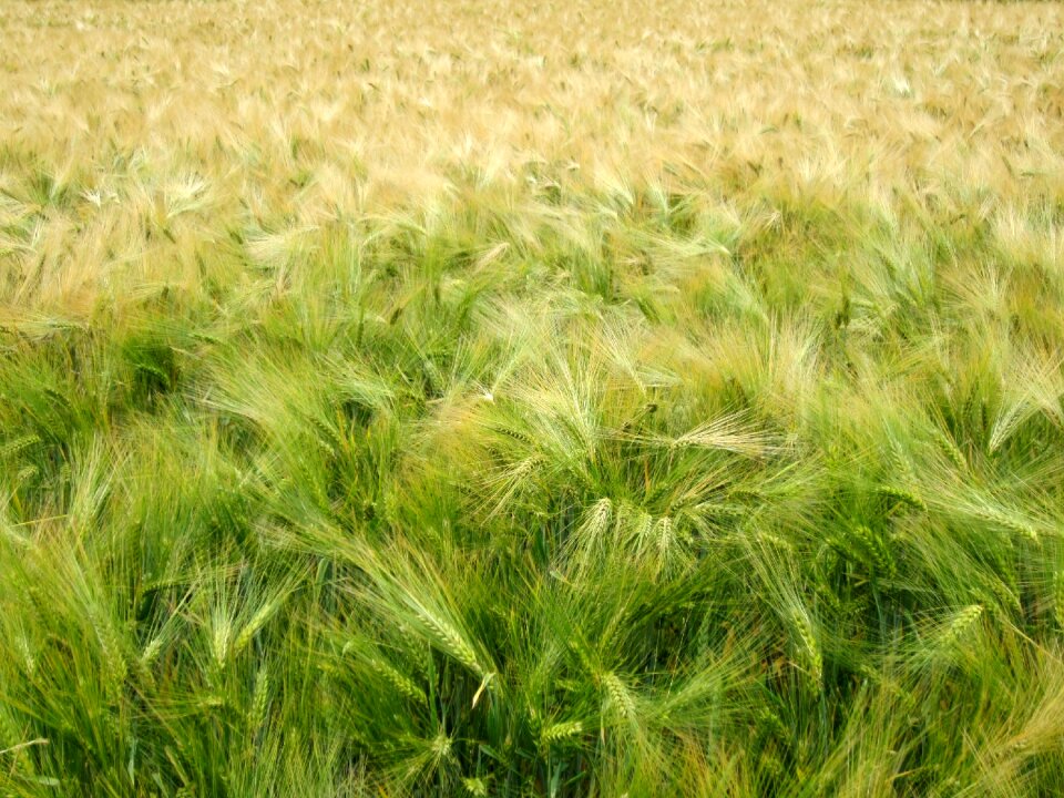 Wheat wheat field oats