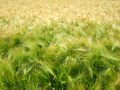 Wheat wheat field oats photo