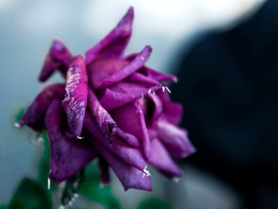 Cold frozen flowers