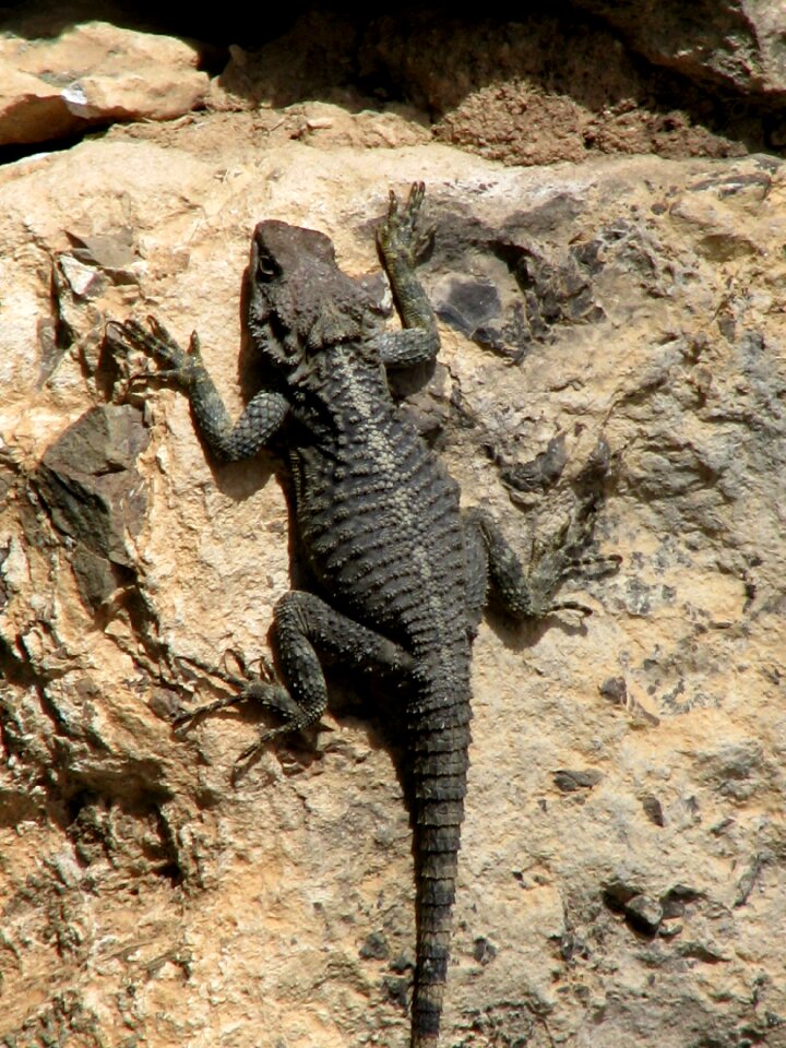 Cyprus reptile