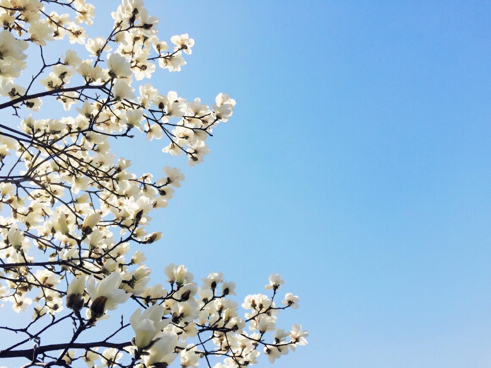 Flowers magnolia spring