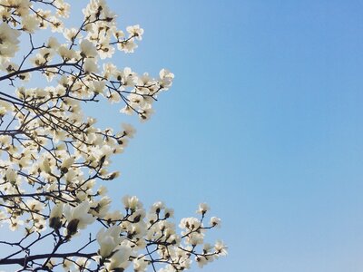 Flowers magnolia spring photo