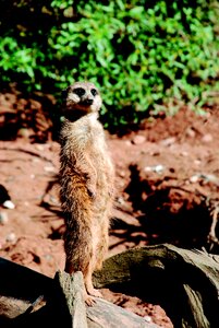 Curious nature animal