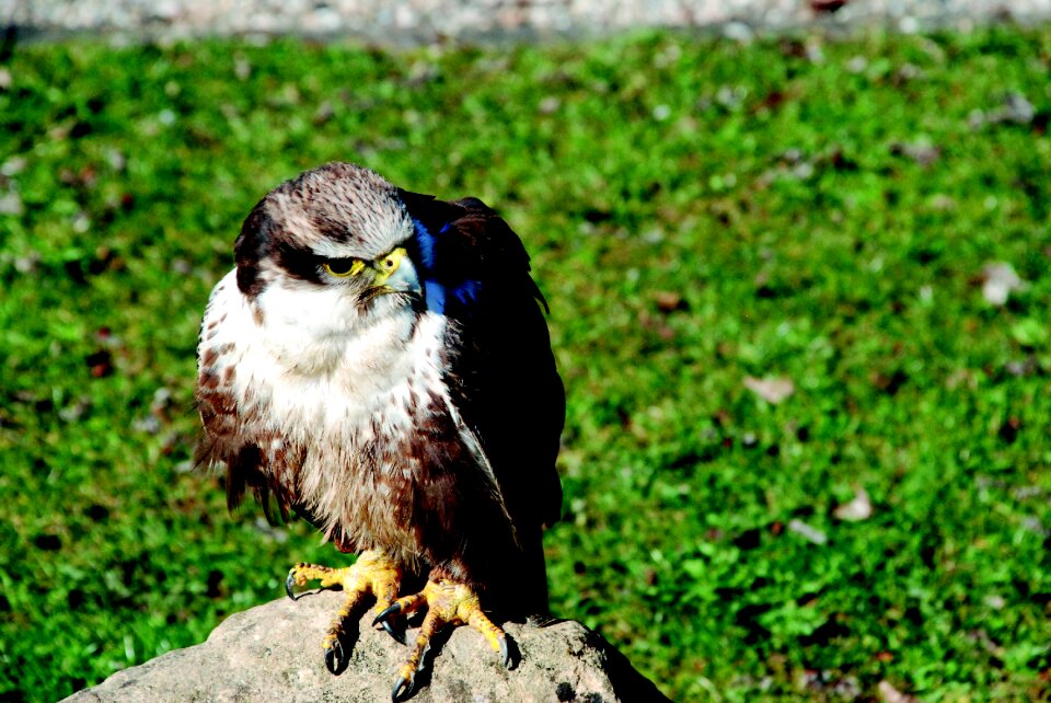 Bird wild animal zoo