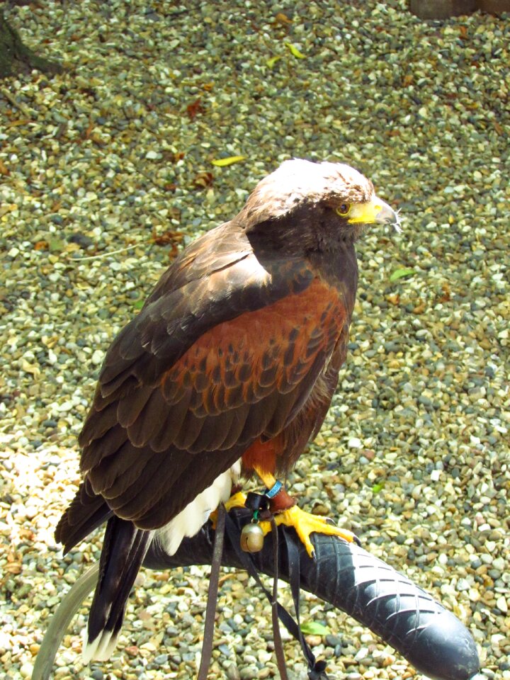 Animal bird of prey
