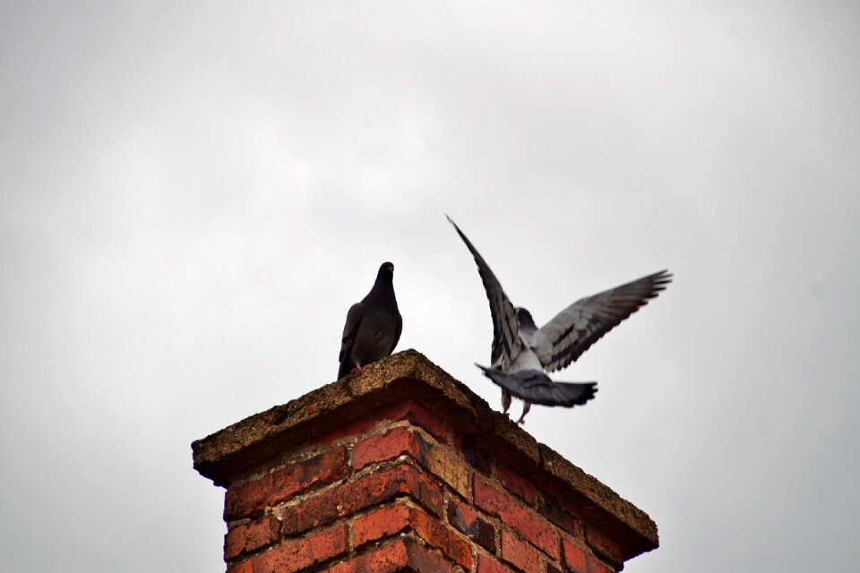 Birds fly bird photo