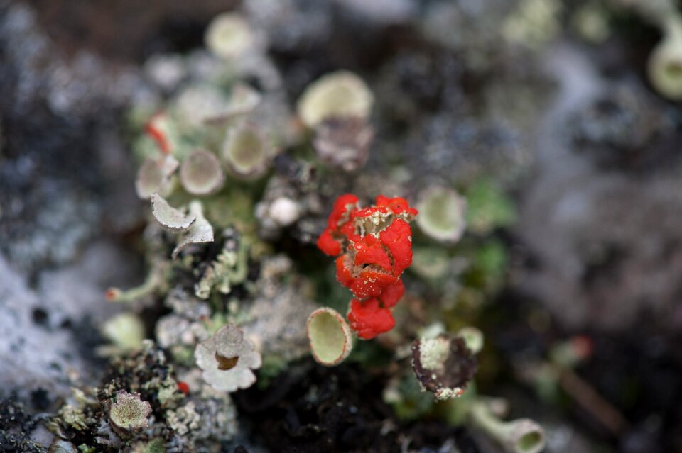 Autumn nature forest floor photo