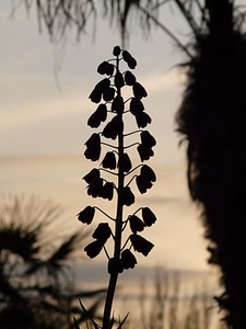 Light shadow persian fritillarie photo