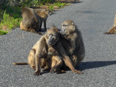 Ape south africa photography