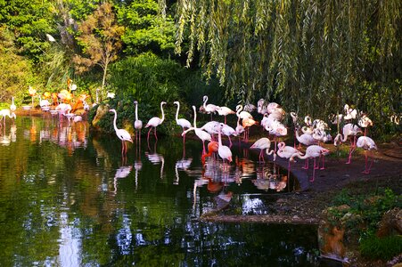 Zoo flemish roze animals