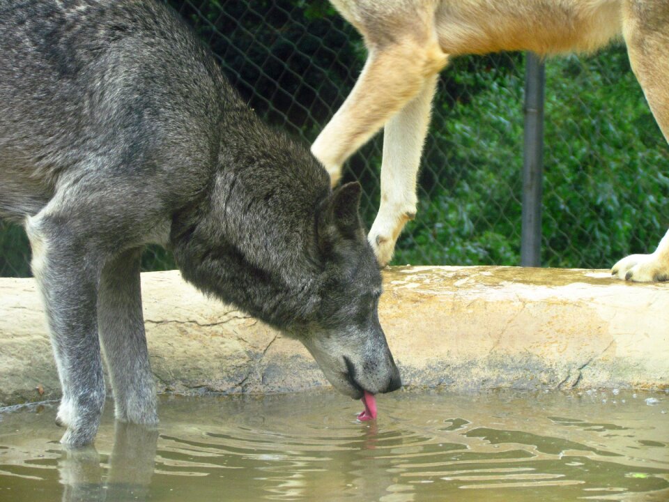 Predator drinking