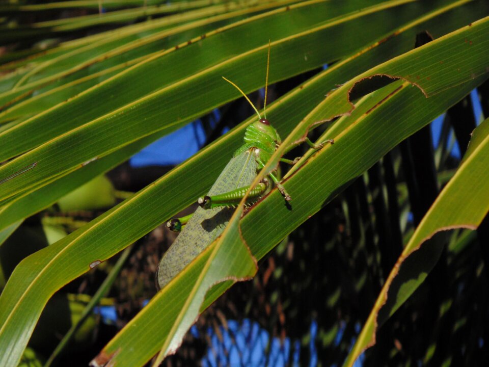 Straw coconut tree nature