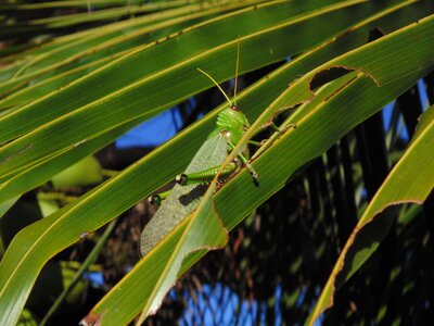 Straw coconut tree nature