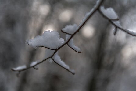 Tree cold snowy
