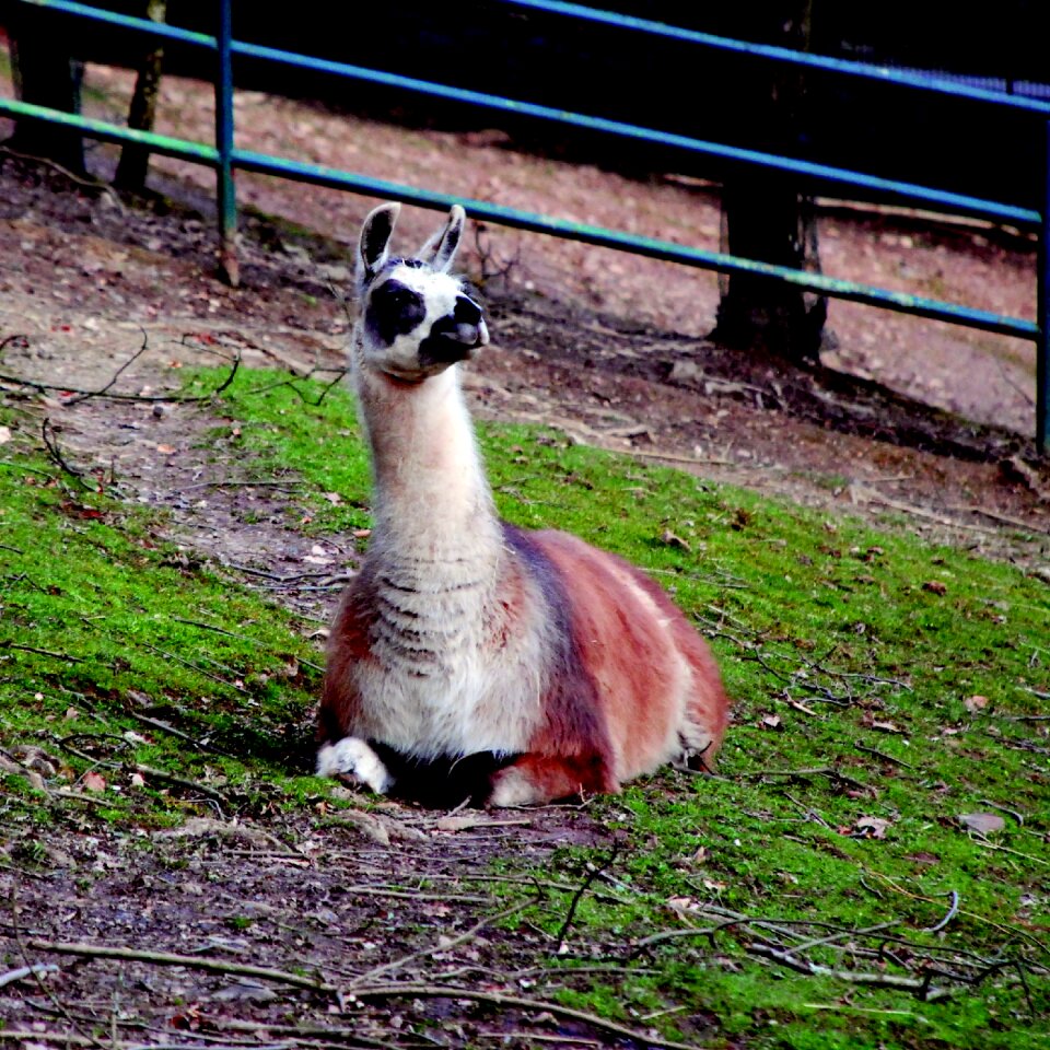 Wildlife park furry hair
