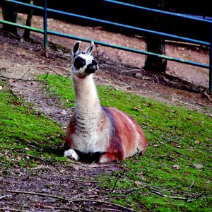 Wildlife park furry hair photo