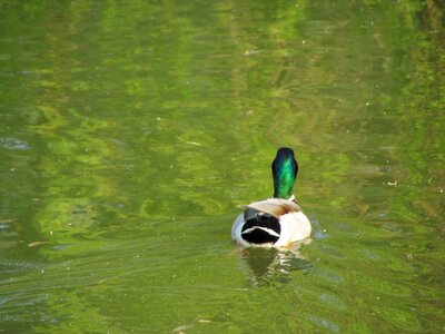 Animal lake pond photo