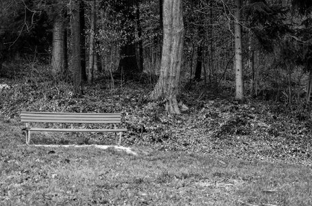 Bench silent nature