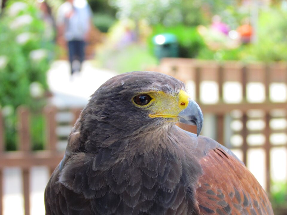 Animal bird of prey