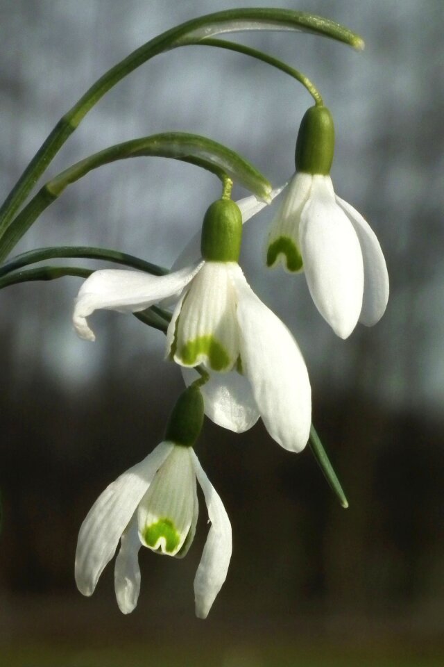 White flower spring