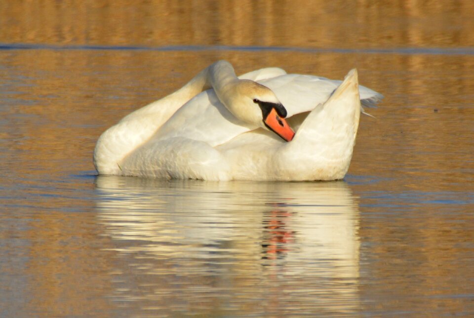 Animal waterfowl whooper swan