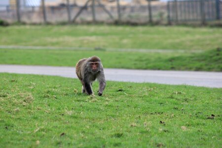Monkey walk green walking