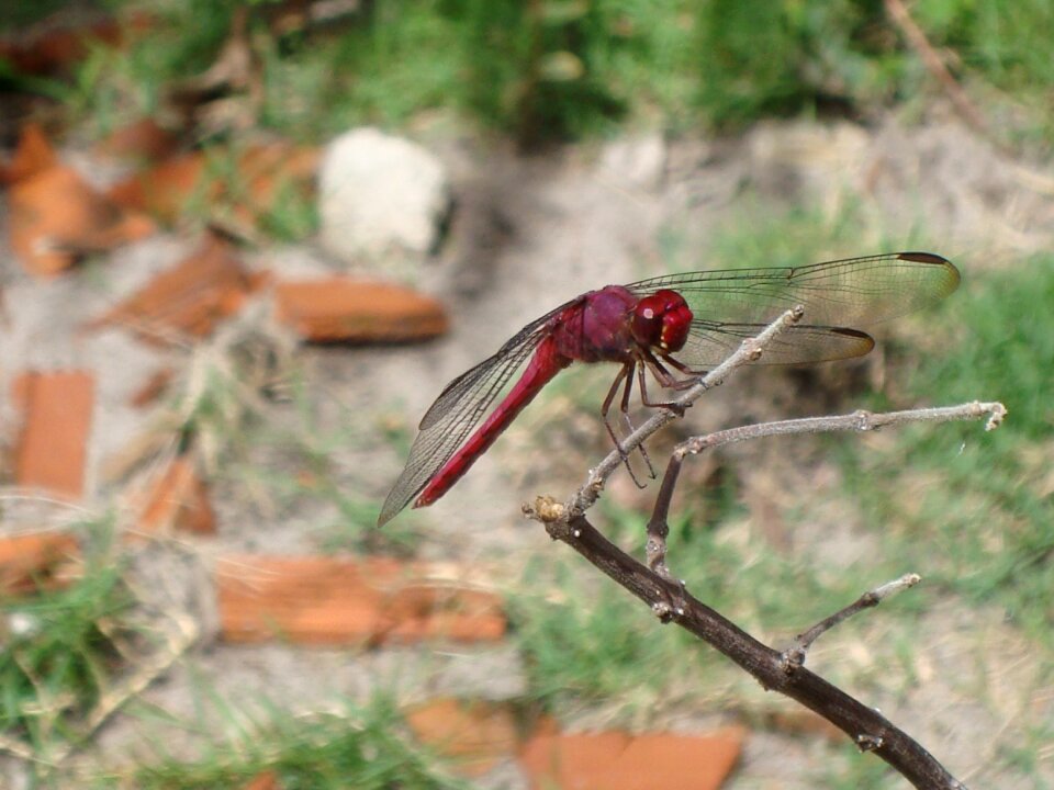 Dragonfly nature ziguezigue