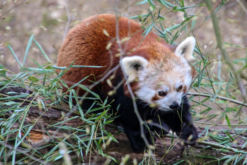 Panda bear red panda