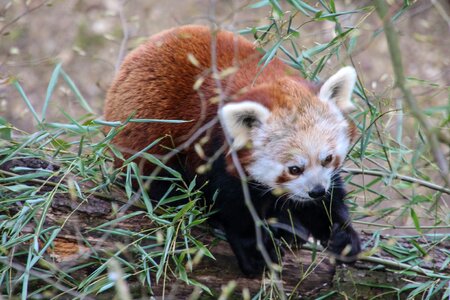 Panda bear red panda photo