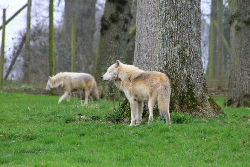 Woods zoo