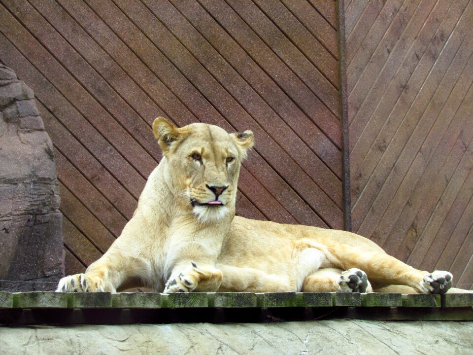 Wildlife predator carnivore