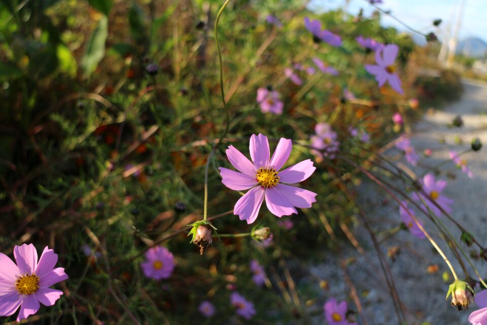 Pink nature blossom