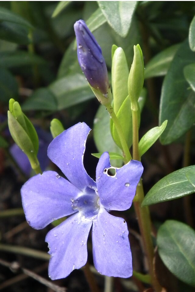 Ground cover purple flower nature