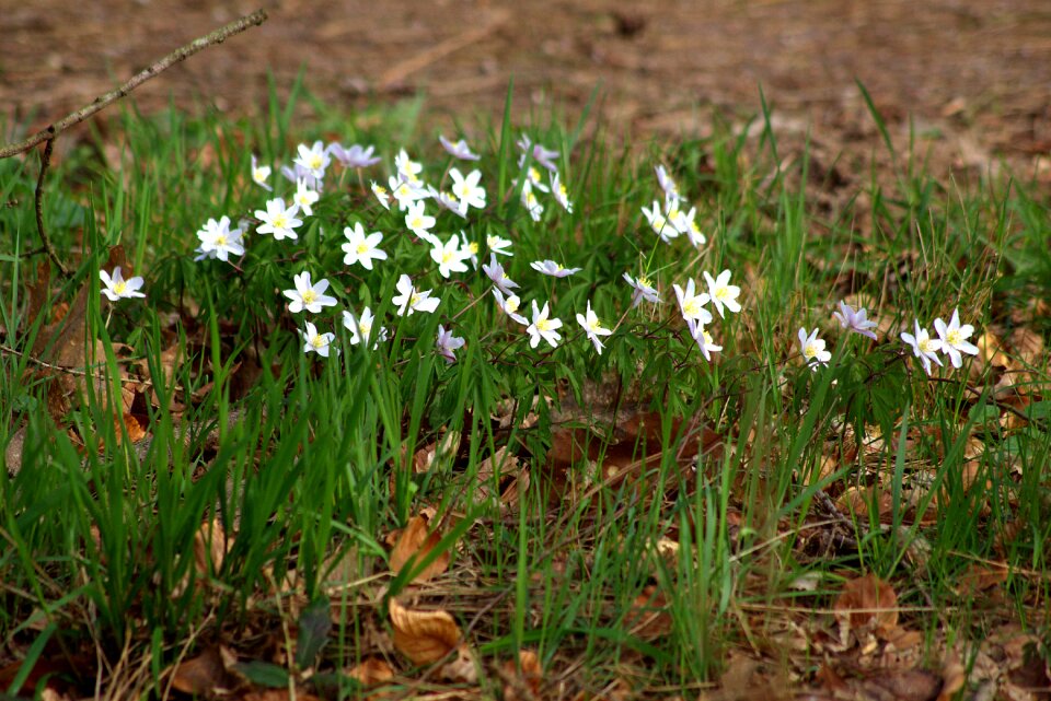 Nature forest floor spring flower