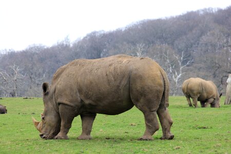 Rhino grazing