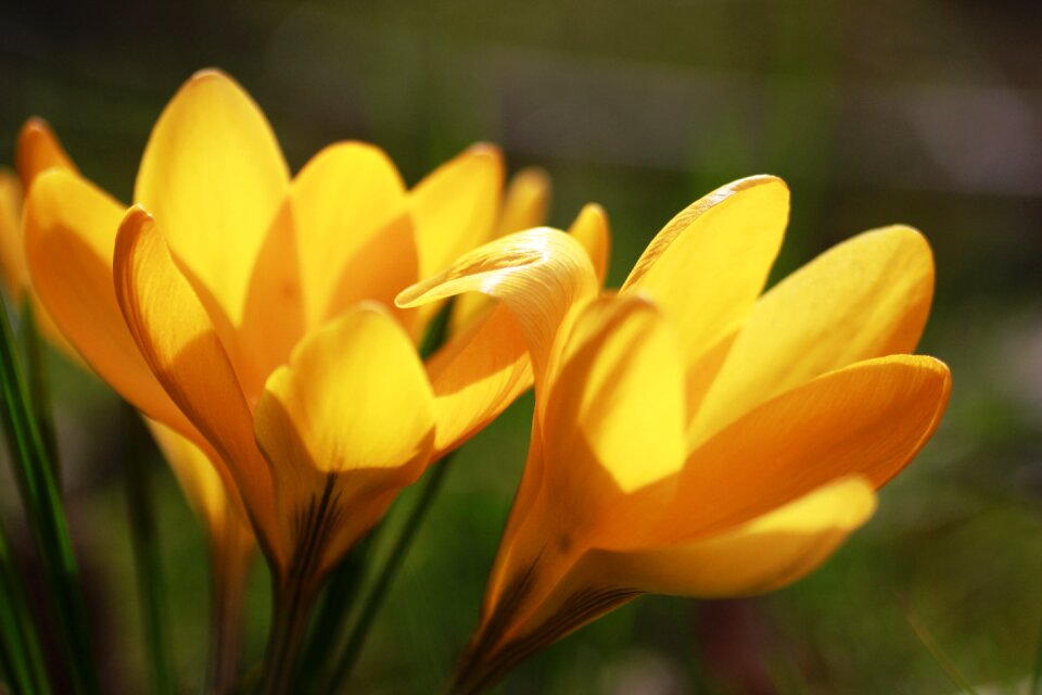 Spring sweet blossom