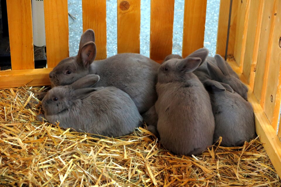 Long eared nest cuddly