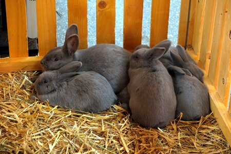 Long eared nest cuddly photo