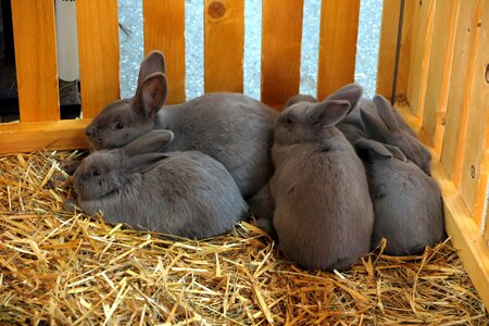 Long eared nest cuddly