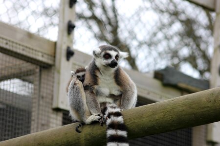 Safari baby lemur