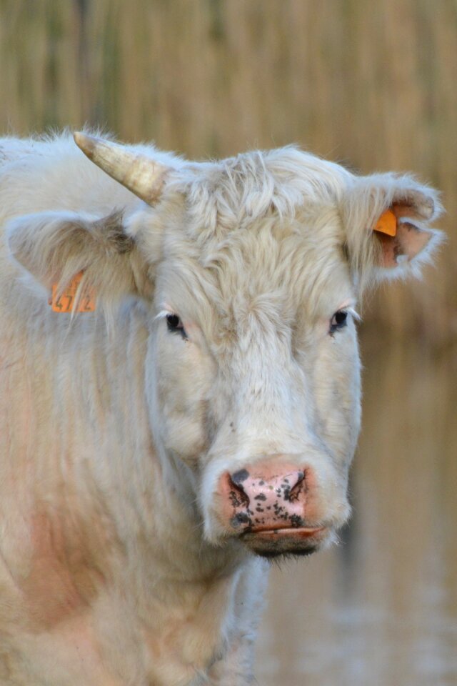 Animal beef nature
