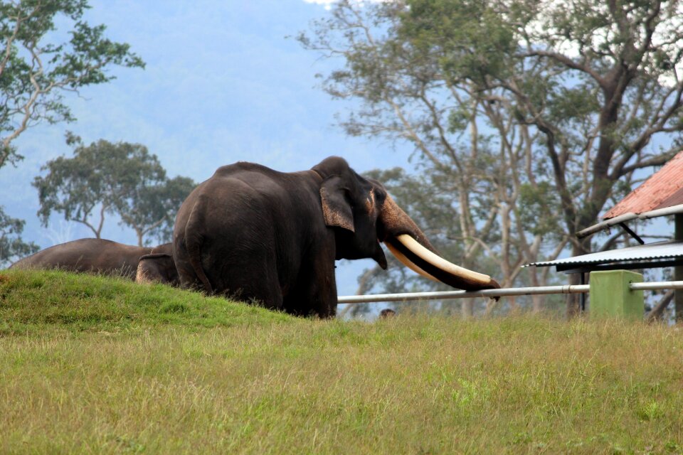 Nature animal safari