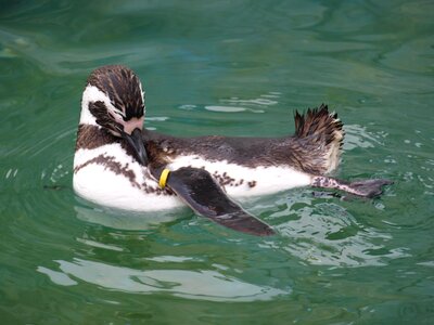 Penguin duck sea
