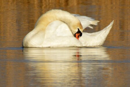 Waterfowl whooper swan swimming