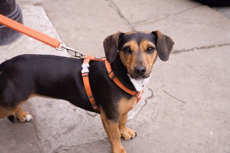 Doggy holding anxious pet photo