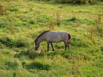 Jeju island horse farm