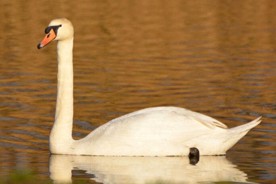 Animal waterfowl whooper swan