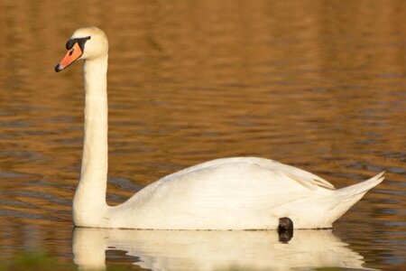 Animal waterfowl whooper swan