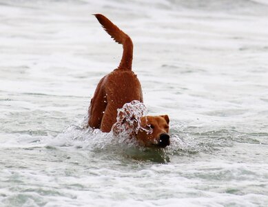 Sea play romp photo